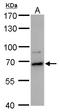 Probable ATP-dependent RNA helicase DDX52 antibody, GTX120797, GeneTex, Western Blot image 