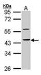 HCLS1 Binding Protein 3 antibody, TA308194, Origene, Western Blot image 