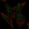 Zinc Finger And BTB Domain Containing 4 antibody, HPA064763, Atlas Antibodies, Immunocytochemistry image 