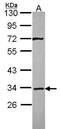 Syntaxin 4 antibody, TA308255, Origene, Western Blot image 