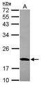 Mitochondrial Ribosomal Protein S10 antibody, PA5-31493, Invitrogen Antibodies, Western Blot image 