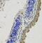 Growth Arrest Specific 6 antibody, FNab03352, FineTest, Immunohistochemistry paraffin image 