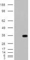 Had antibody, LS-B11172, Lifespan Biosciences, Western Blot image 