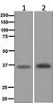 Myogenin antibody, ab124800, Abcam, Western Blot image 