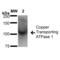MC1 antibody, SMC-398D-A565, StressMarq, Western Blot image 