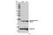 Histone H3 antibody, 13998S, Cell Signaling Technology, Western Blot image 