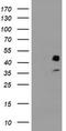 Decaprenyl-diphosphate synthase subunit 2 antibody, CF503935, Origene, Western Blot image 