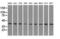Mitogen-Activated Protein Kinase 1 antibody, LS-C114574, Lifespan Biosciences, Western Blot image 