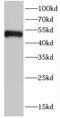 Cyclin Dependent Kinase 8 antibody, FNab01563, FineTest, Western Blot image 
