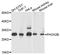 Paired Like Homeobox 2B antibody, A02221-1, Boster Biological Technology, Western Blot image 