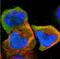 Ubiquitin Conjugating Enzyme E2 L6 antibody, NBP1-86885, Novus Biologicals, Immunofluorescence image 