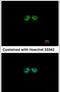 G Protein Pathway Suppressor 1 antibody, PA5-27149, Invitrogen Antibodies, Immunofluorescence image 
