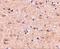VGF Nerve Growth Factor Inducible antibody, A03966, Boster Biological Technology, Immunohistochemistry paraffin image 