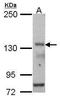 DNA-directed RNA polymerase III subunit RPC1 antibody, TA308085, Origene, Western Blot image 