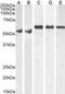 Karyopherin Subunit Alpha 4 antibody, NB100-1374, Novus Biologicals, Western Blot image 