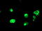 Glutamyl Aminopeptidase antibody, TA503963, Origene, Immunofluorescence image 