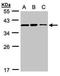 Chromosome 9 Open Reading Frame 78 antibody, PA5-21806, Invitrogen Antibodies, Western Blot image 