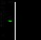 NKAP Domain Containing 1 antibody, 102848-T32, Sino Biological, Western Blot image 