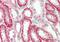 Synaptic Vesicle Glycoprotein 2A antibody, ARP47093_P050, Aviva Systems Biology, Immunohistochemistry paraffin image 