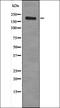 Ret Proto-Oncogene antibody, orb335724, Biorbyt, Western Blot image 