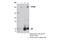 RB1 Inducible Coiled-Coil 1 antibody, 12436S, Cell Signaling Technology, Immunoprecipitation image 