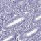 Chromosome 17 Open Reading Frame 64 antibody, HPA044415, Atlas Antibodies, Immunohistochemistry frozen image 