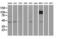 Ubiquitin Specific Peptidase 38 antibody, M13191, Boster Biological Technology, Western Blot image 