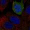 Tachykinin Receptor 2 antibody, HPA076573, Atlas Antibodies, Immunofluorescence image 