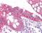 Barrier-to-autointegration factor antibody, orb87289, Biorbyt, Immunohistochemistry paraffin image 