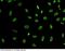 DPY30 Domain Containing 2 antibody, 13911-R101, Sino Biological, Immunohistochemistry frozen image 