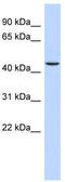 2-oxoglutarate dehydrogenase, mitochondrial antibody, TA344249, Origene, Western Blot image 