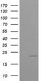 Uncharacterized protein C4orf42 antibody, NBP2-45585, Novus Biologicals, Western Blot image 