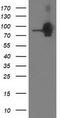 Catenin Beta 1 antibody, TA502340AM, Origene, Western Blot image 