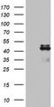 Ornithine Carbamoyltransferase antibody, TA802719S, Origene, Western Blot image 