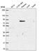 Mitogen-Activated Protein Kinase 8 Interacting Protein 1 antibody, HPA058921, Atlas Antibodies, Western Blot image 