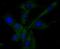 Ribonuclease A Family Member 3 antibody, NBP2-76905, Novus Biologicals, Immunofluorescence image 