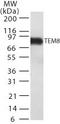 ANTXR Cell Adhesion Molecule 1 antibody, TA336418, Origene, Western Blot image 