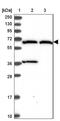 ADAMTS Like 5 antibody, NBP1-93438, Novus Biologicals, Western Blot image 