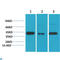 TATA-Box Binding Protein antibody, LS-C813264, Lifespan Biosciences, Western Blot image 