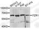 Fizzy And Cell Division Cycle 20 Related 1 antibody, A5550, ABclonal Technology, Western Blot image 