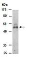 Protein Wnt-5a antibody, orb66691, Biorbyt, Western Blot image 