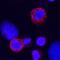 Sialic Acid Binding Ig Like Lectin 9 antibody, AF1139, R&D Systems, Immunofluorescence image 