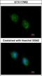 COP9 Signalosome Subunit 4 antibody, GTX117852, GeneTex, Immunocytochemistry image 