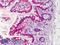 Caspase 3 antibody, LS-B2845, Lifespan Biosciences, Immunohistochemistry frozen image 