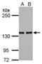 Adenylate Cyclase 7 antibody, PA5-29963, Invitrogen Antibodies, Western Blot image 