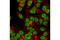 HAUSP antibody, 4833S, Cell Signaling Technology, Immunofluorescence image 