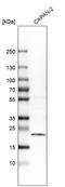 CKLF Like MARVEL Transmembrane Domain Containing 6 antibody, HPA026980, Atlas Antibodies, Western Blot image 