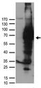 p75 ICD antibody, TA890037S, Origene, Western Blot image 