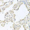 Multimerin 1 antibody, A07012, Boster Biological Technology, Immunohistochemistry frozen image 