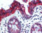 Keratin 18 antibody, 49-082, ProSci, Immunohistochemistry frozen image 